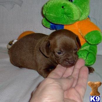Puppies in OK